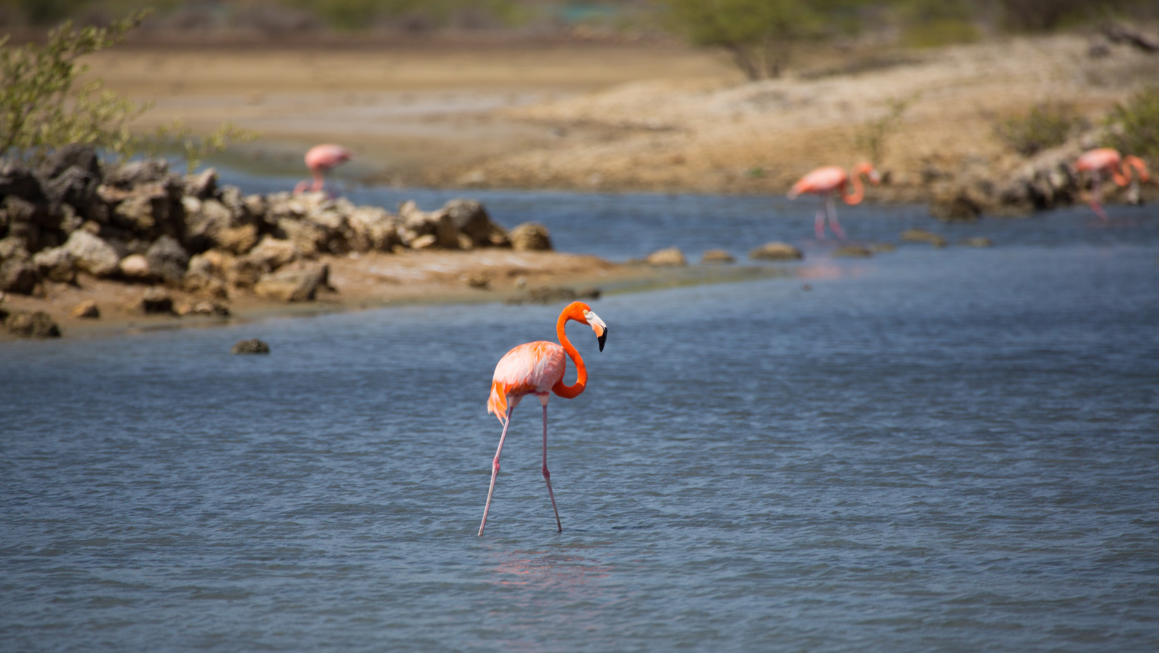 flamingo op jan thiel zoutpannen curacao